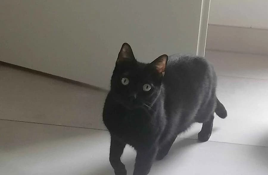 Krokmou, male 4yo mixed breed for adoption at 30 Millions d'Amis, Paris