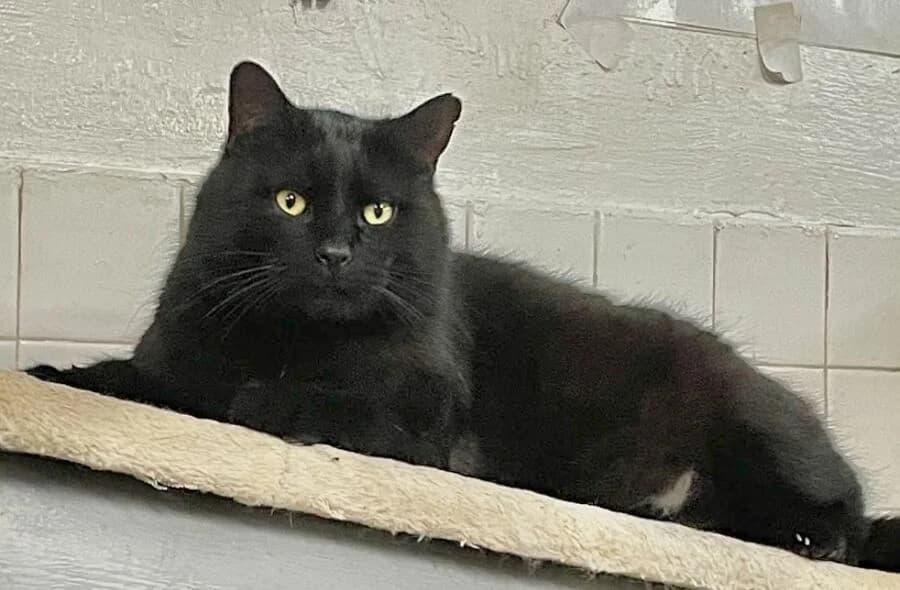 Marco, male 4yo mixed breed for adoption at 30 Millions d'Amis, Paris