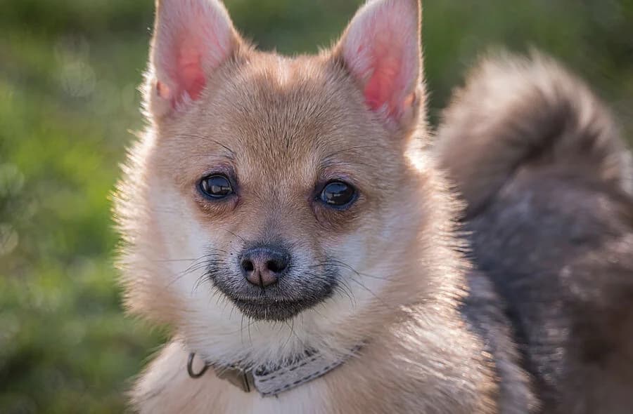 Venus, female 4yo Mixed Breed for adoption at 30 Millions d'Amis, Paris