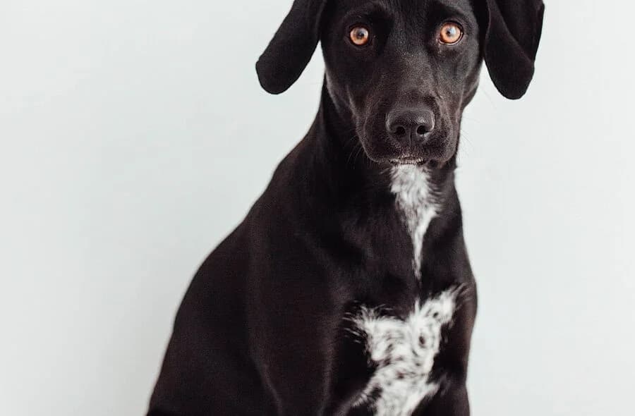 Titie, female puppy Mixed Breed for adoption at 30 Millions d'Amis, Paris