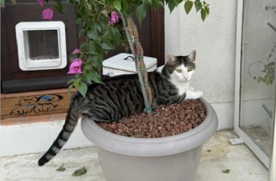 Verdi, grey tabby male mixed breed for adoption at 30 Millions d'Amis, Paris