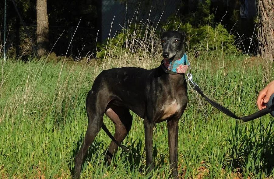 Naomi, female 4yo Galgo Español for adoption at 30 Millions d'Amis, Paris