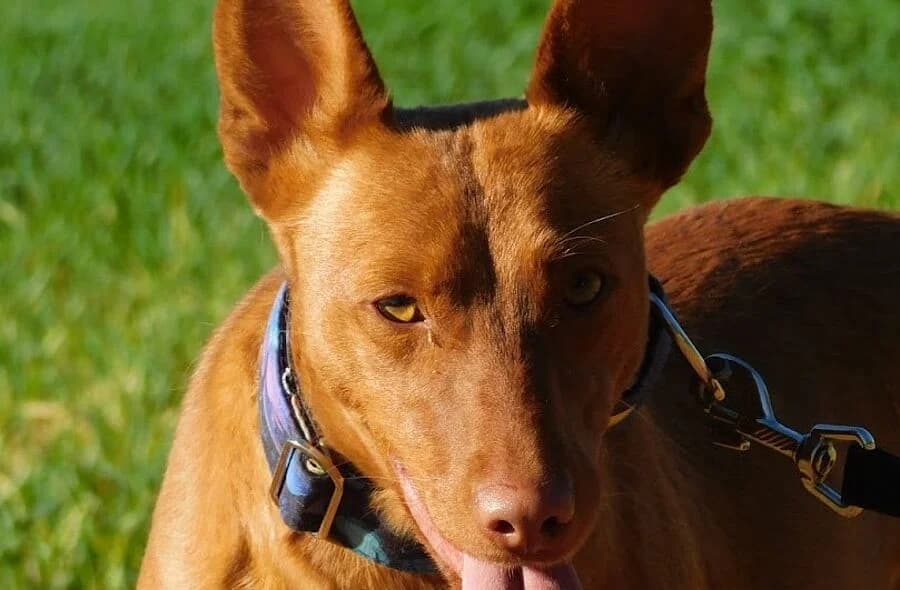 Promisse, female 4yo Podenco for adoption at 30 Millions d'Amis, Paris