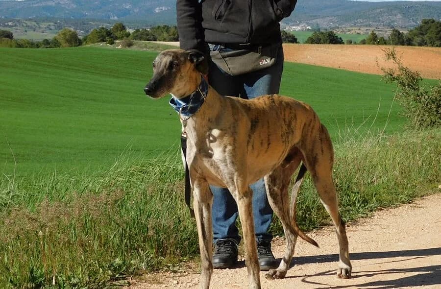Levante, male 4yo Podenco for adoption at 30 Millions d'Amis, Paris