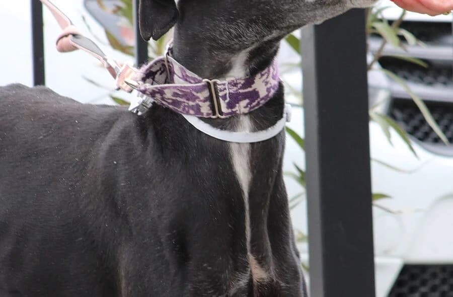 Bali, female 4yo Galgo Español for adoption at 30 Millions d'Amis, Paris