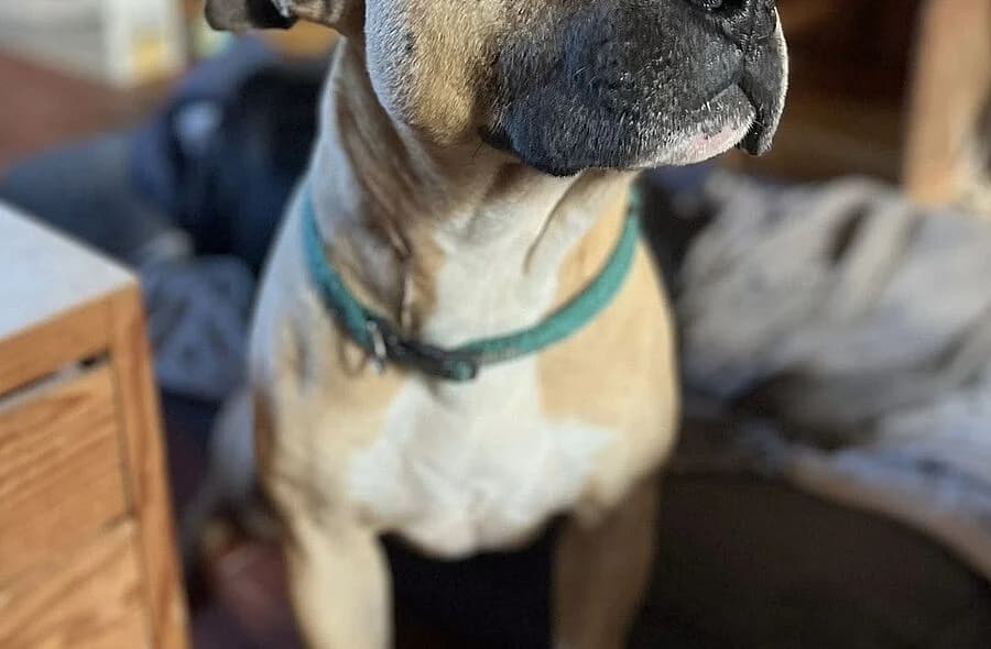 Nikita, female 4yo Staffordshire Bull Terrier for adoption at 30 Millions d'Amis, Paris