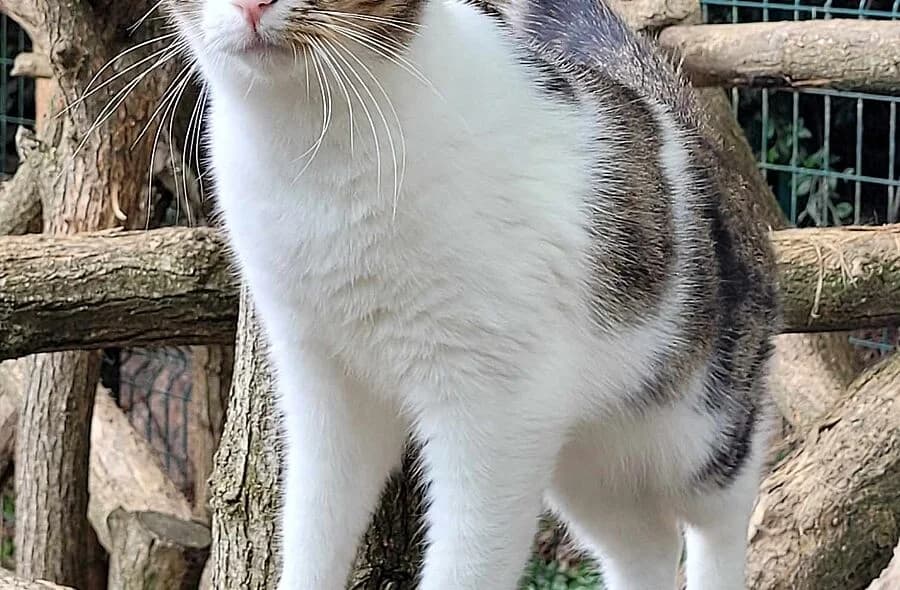 Trudy, female 4yo mixed breed for adoption at 30 Millions d'Amis, Paris
