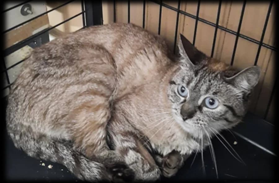 Belinda, female 4yo mixed breed for adoption at 30 Millions d'Amis, Paris