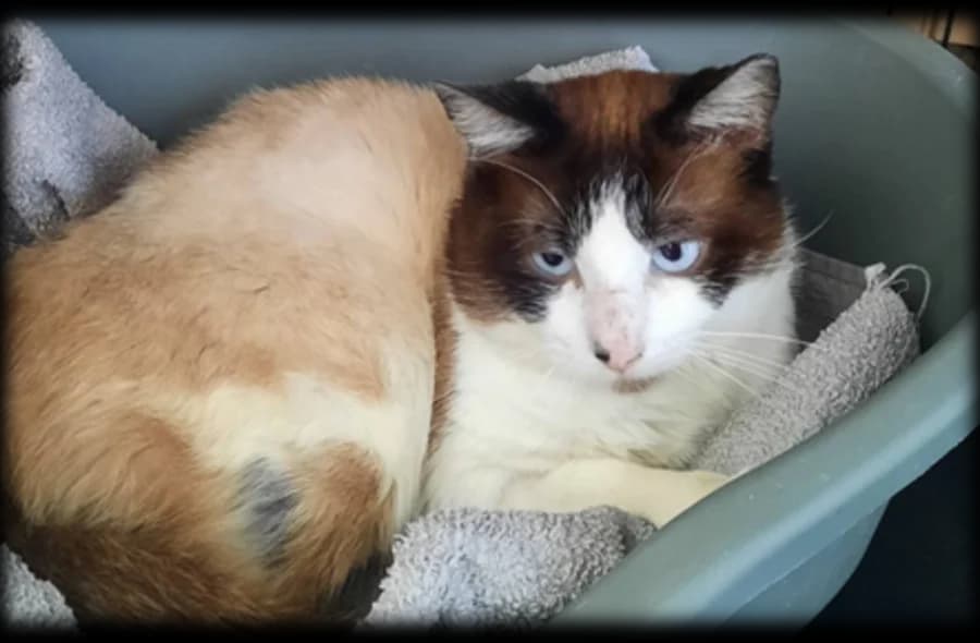 Bolt, male 4yo mixed breed for adoption at 30 Millions d'Amis, Paris