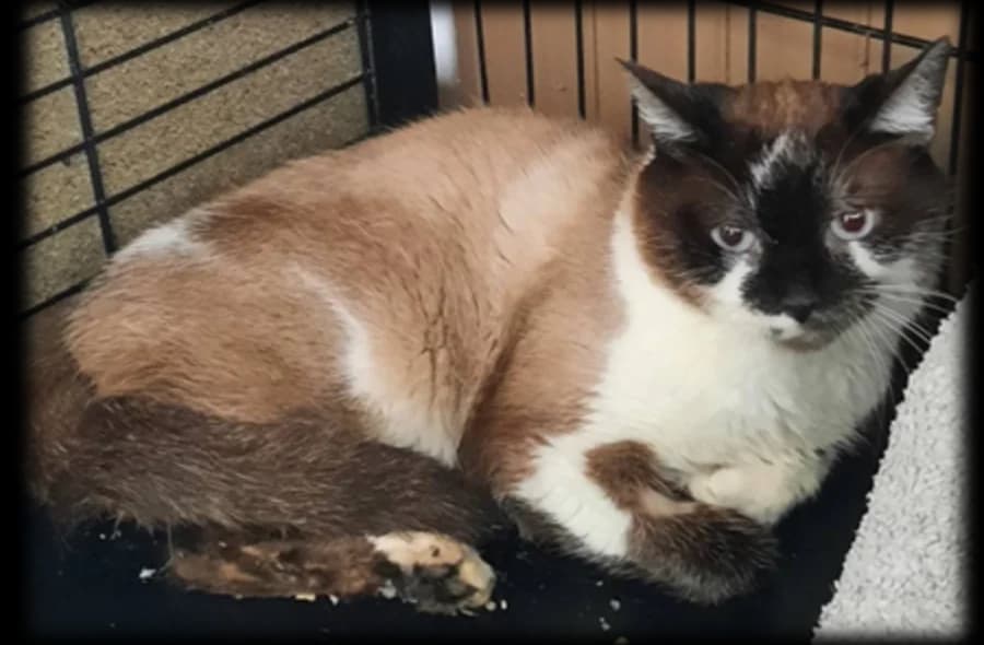 Buzz, male 4yo mixed breed for adoption at 30 Millions d'Amis, Paris