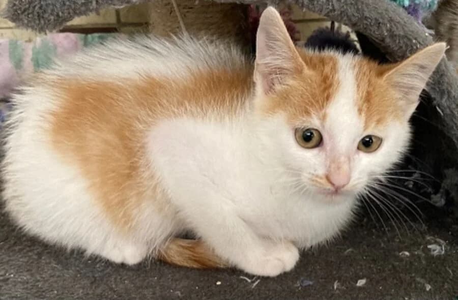 Urey, male 4yo mixed breed for adoption at 30 Millions d'Amis, Paris