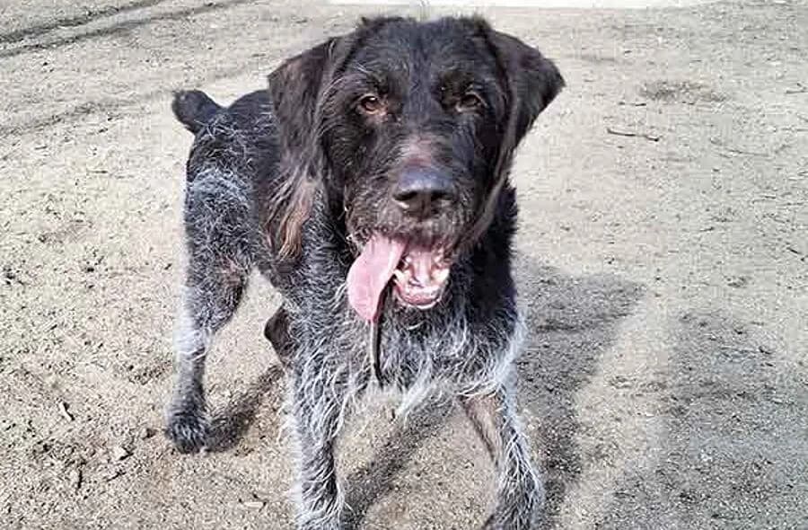 Moi, black male mixed breed for adoption at 30 Millions d'Amis, Paris