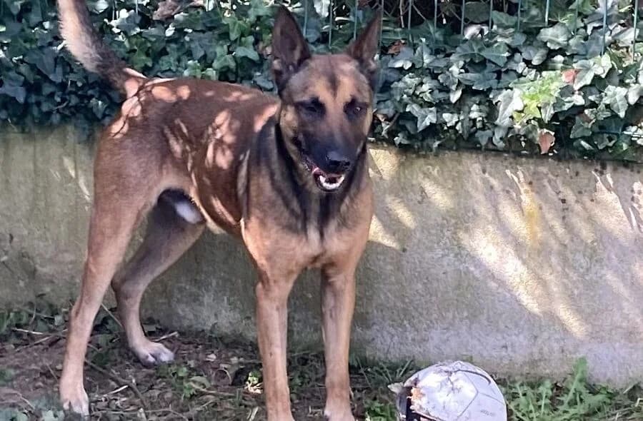 Rex, male 4yo Belgian Malinois for adoption at 30 Millions d'Amis, Paris