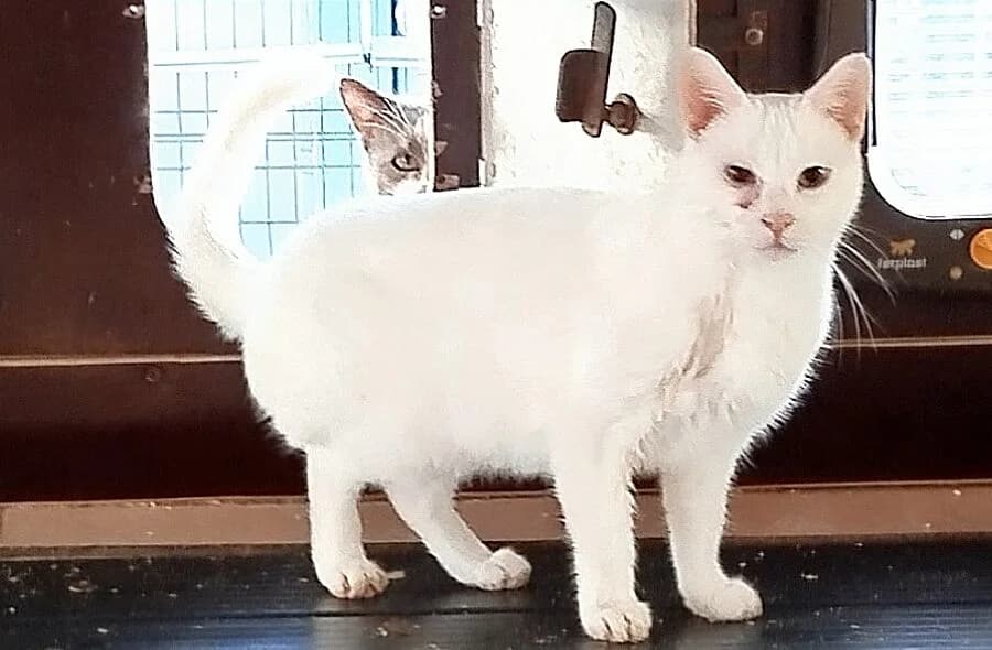 Scarlet, female 4yo mixed breed for adoption at 30 Millions d'Amis, Paris