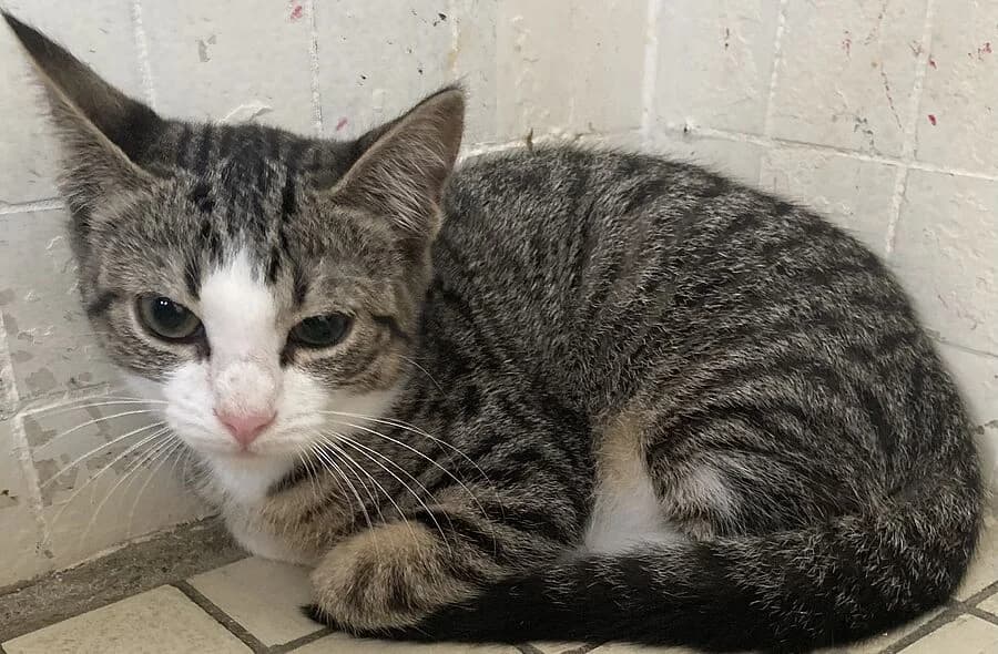 Venus, female 4yo mixed breed for adoption at 30 Millions d'Amis, Paris