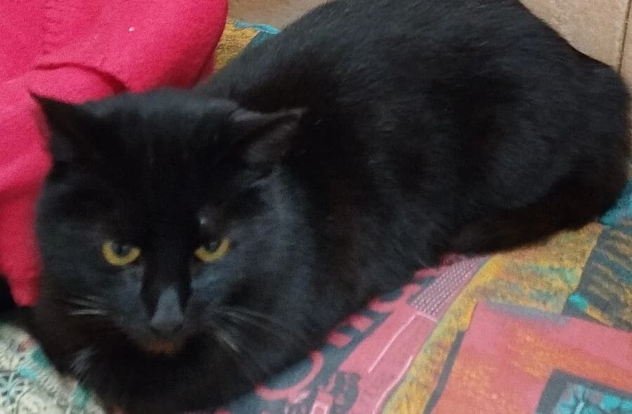 Mika, male 4yo mixed breed for adoption at 30 Millions d'Amis, Paris