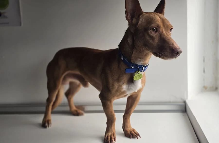 Chili, male 4yo Podenco for adoption at 30 Millions d'Amis, Paris