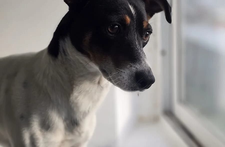 Snoopy, male 4yo mixed breed for adoption at 30 Millions d'Amis, Paris