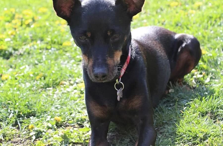 Marley, male 4yo mixed breed for adoption at 30 Millions d'Amis, Paris