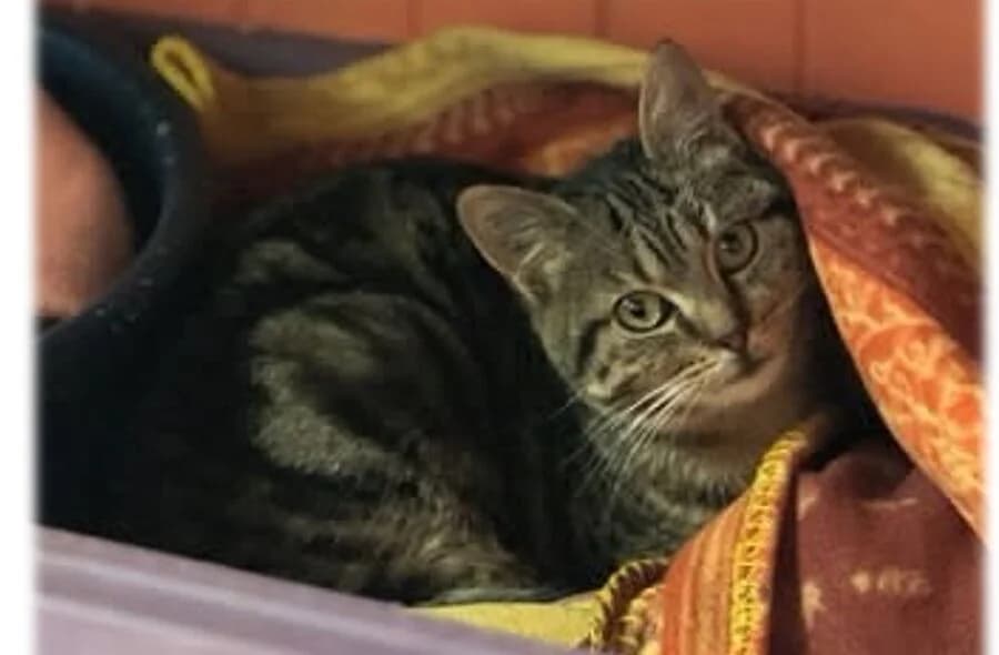 Suiff, female 4yo mixed breed for adoption at 30 Millions d'Amis, Paris