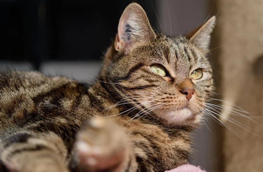 Arya, brown tabby female mixed breed for adoption at 30 Millions d'Amis, Paris