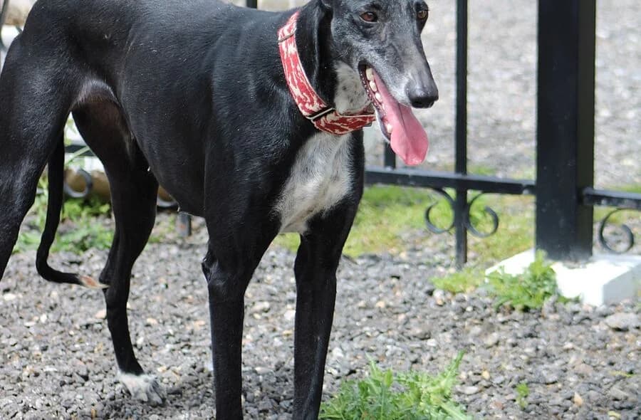Charlotte, female 4yo Galgo Español for adoption at 30 Millions d'Amis, Paris