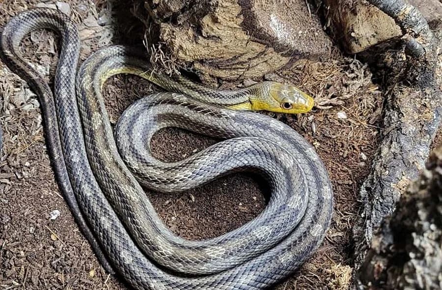 Sooro, male Mixed Breed for adoption at 30 Millions d'Amis, Paris