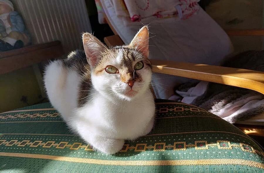 Milka, white female mixed breed for adoption at 30 Millions d'Amis, Paris