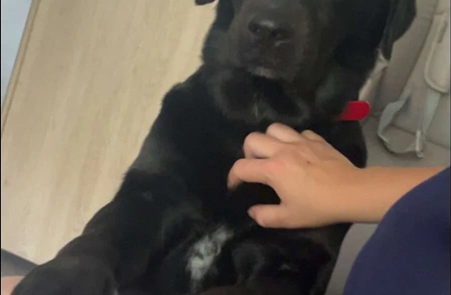 Django, female 4yo Labrador Retriever for adoption at 30 Millions d'Amis, Paris