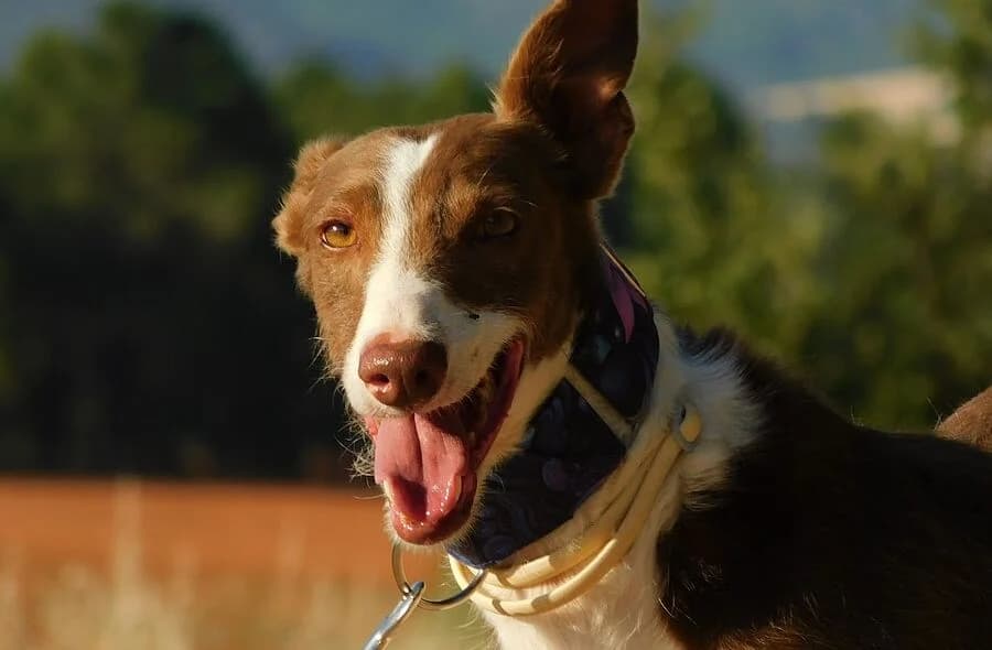 Siver, male 4yo Podenco for adoption at 30 Millions d'Amis, Paris