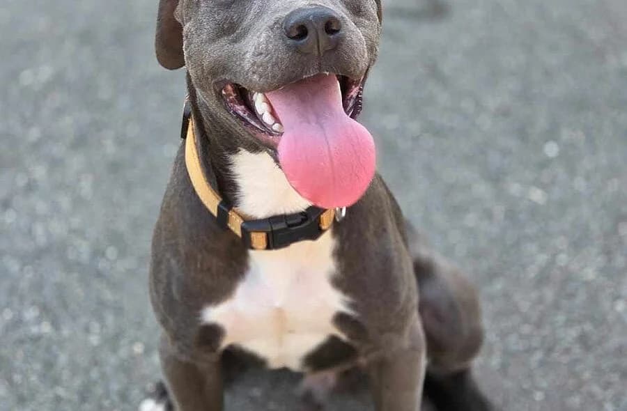 Spooky, male 4yo American Staffordshire Terrier for adoption at 30 Millions d'Amis, Paris