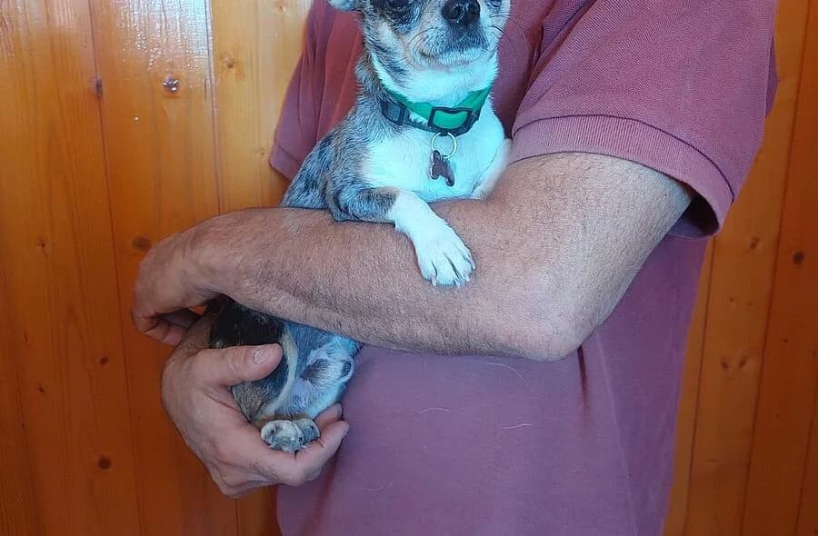 Simba, male 4yo Chihuahua for adoption at 30 Millions d'Amis, Paris
