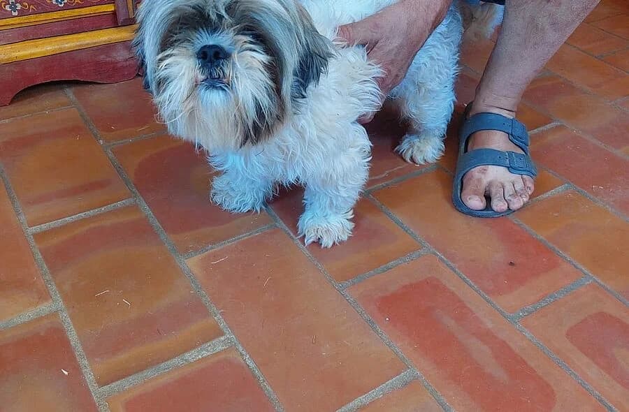 Filou, male 4yo mixed breed for adoption at 30 Millions d'Amis, Paris