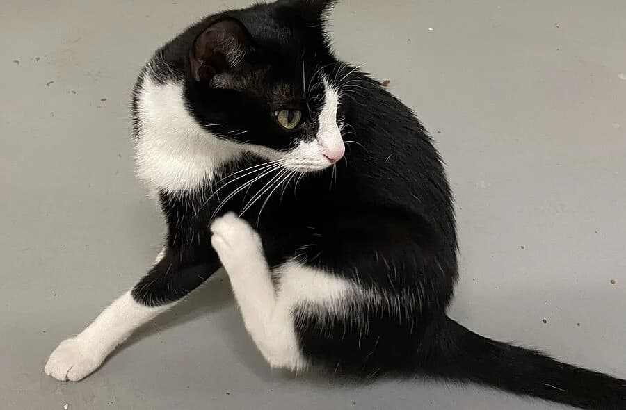 Emma, black female mixed breed for adoption at 30 Millions d'Amis, Paris