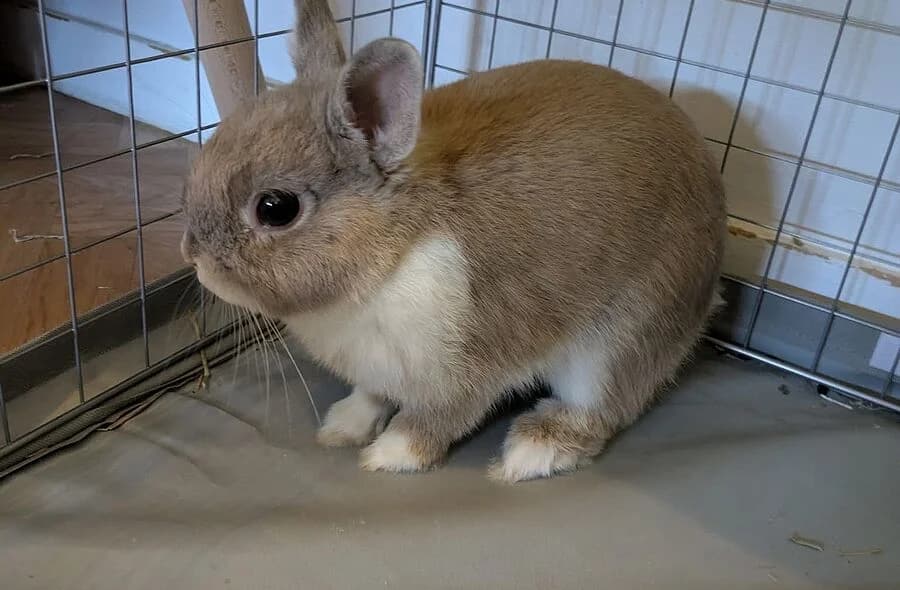 Bulle, grey male Mixed Breed for adoption at 30 Millions d'Amis, Paris