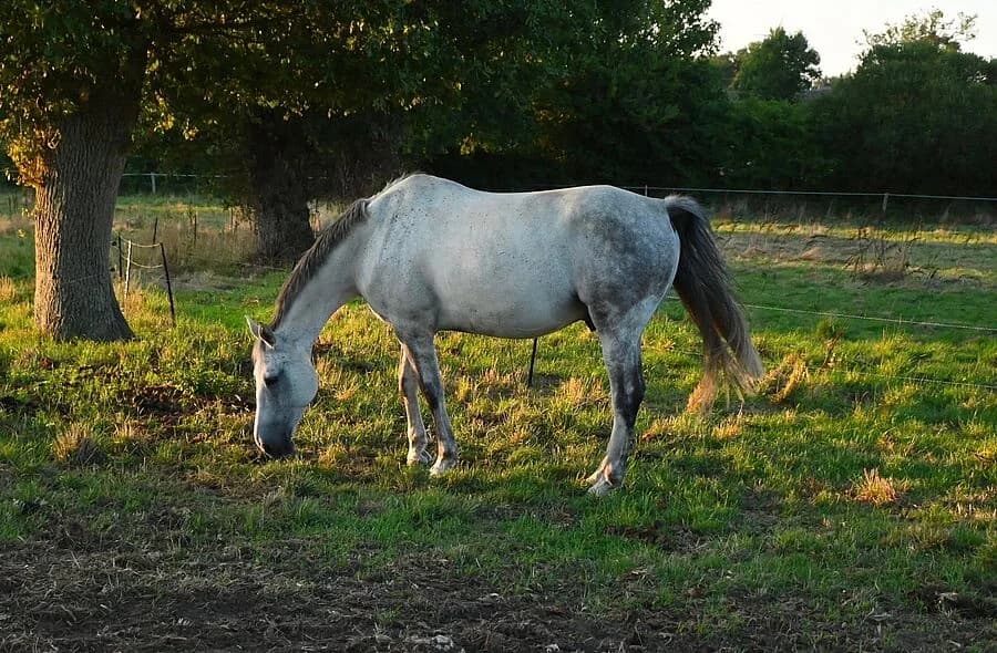 Aterg, male 4yo Equine for adoption at 30 Millions d'Amis, Paris