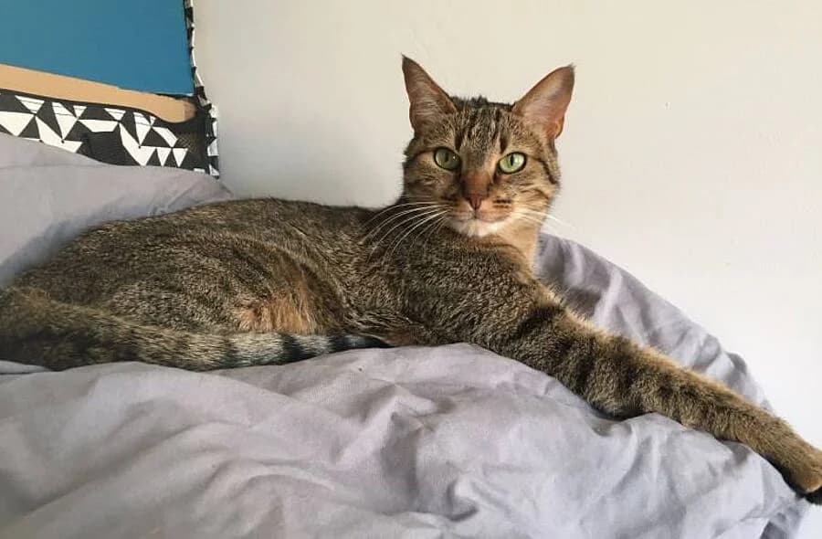 Chabine, brown tabby female mixed breed for adoption at 30 Millions d'Amis, Paris