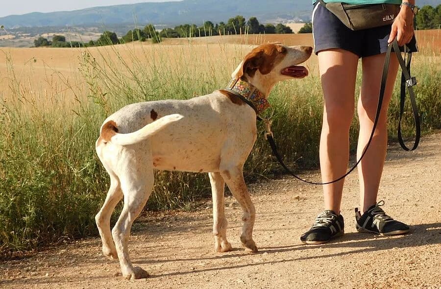 Pilka, female 4yo mixed breed for adoption at 30 Millions d'Amis, Paris