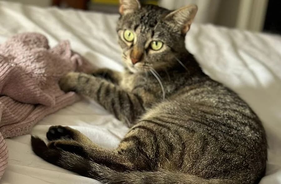 Fify, grey tabby female mixed breed for adoption at 30 Millions d'Amis, Paris