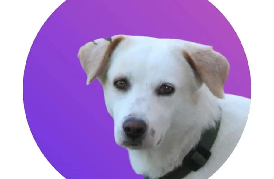 Leo, white male mixed breed for adoption at 30 Millions d'Amis, Paris
