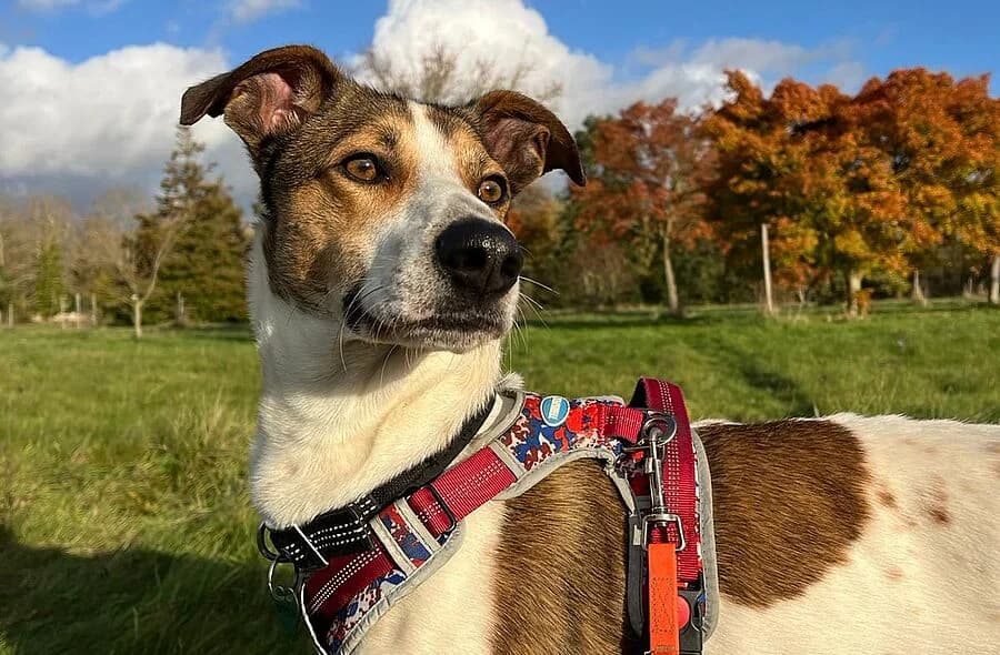 Pepito, Mixed Breed (30 Millions d'Amis)