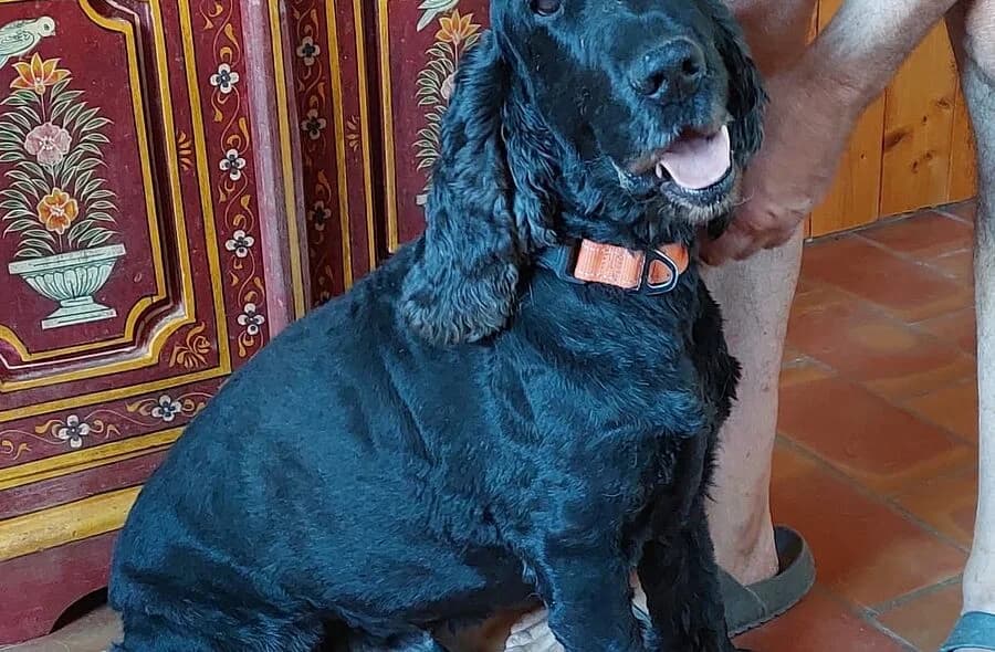 Haddock, male 4yo Cocker Spaniel for adoption at 30 Millions d'Amis, Paris