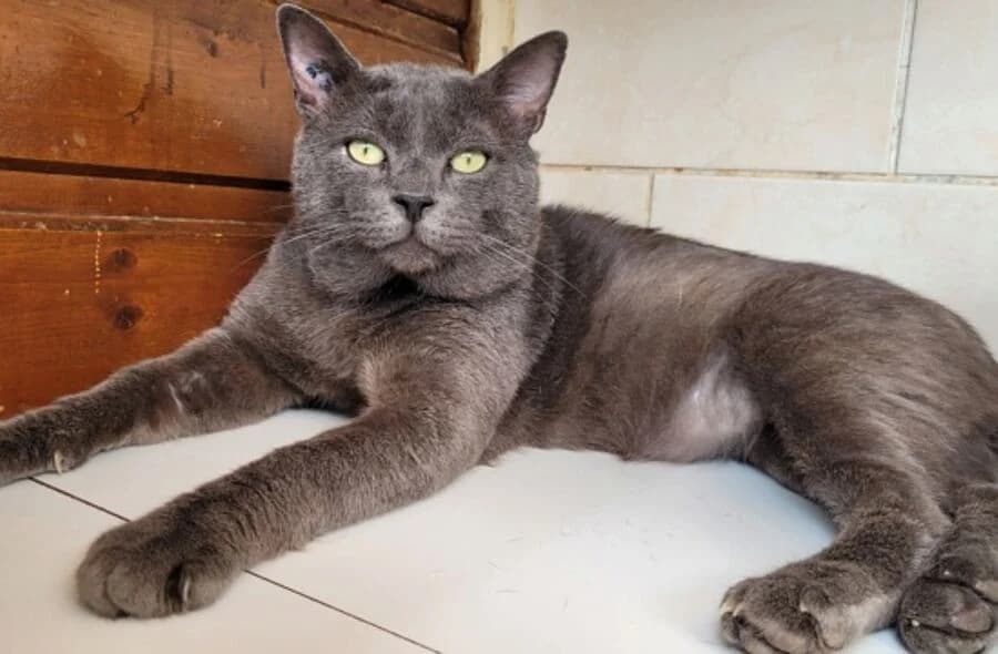 Shagris, grey male mixed breed for adoption at 30 Millions d'Amis, Paris