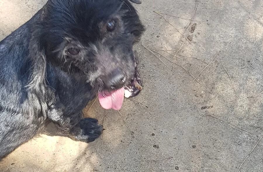 Scoubidou, male 4yo Yorkshire Terrier for adoption at 30 Millions d'Amis, Paris