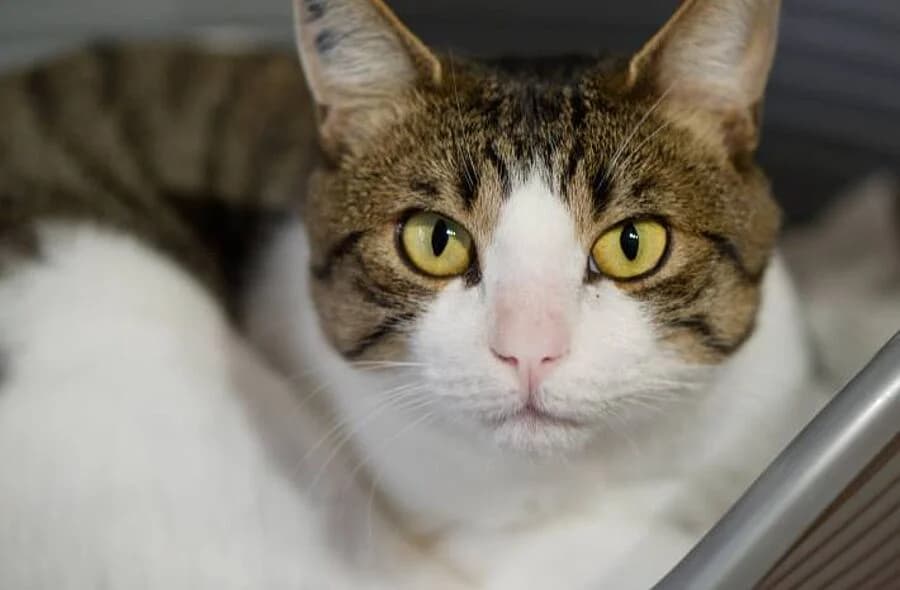 Marius, brown tabby male mixed breed for adoption at 30 Millions d'Amis, Paris
