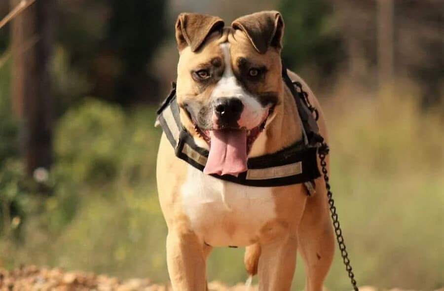 Roy, fawn male mixed breed for adoption at 30 Millions d'Amis, Paris