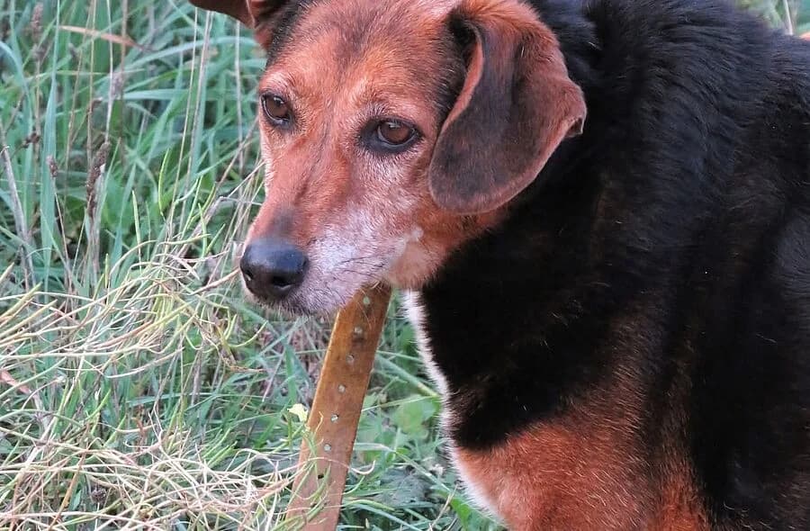 Hector,  (30 Millions d'Amis)