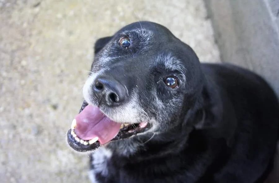 Frisby, male 4yo Labrador Retriever for adoption at 30 Millions d'Amis, Paris