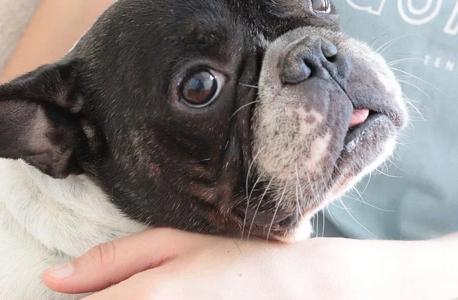 Elvis, brown_chocolate male French Bulldog for adoption at 30 Millions d'Amis, Paris