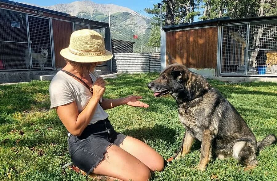 Eros, male 4yo German Shepherd for adoption at 30 Millions d'Amis, Paris